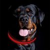 Blinking Flashing Pets Safety LED Adjustable Dog Collar  - Red - Pet supplies